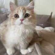 ヒメ日記 2026/04/16 12:32 投稿 あのん スピード梅田店