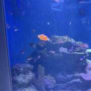 めろん 〜出勤について〜 ぽちゃカワ女子専門店　藤沢湘南店