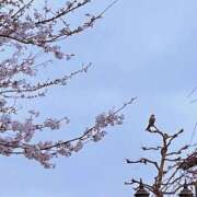 ヒメ日記 2026/03/25 09:19 投稿 大瀬良なつめ 鶯谷デッドボール