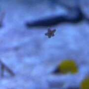 ヒメ日記 2026/03/13 11:48 投稿 小池詩花(しいか) 東京不倫～とうきょうふりん～