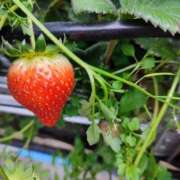 月城　かれん 🙈♡ ～地元厳選美女がお出迎え～私の部屋にキテネ！トレビの泉