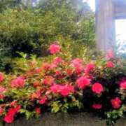 ヒメ日記 2026/03/09 11:05 投稿 みさき 熟女の風俗最終章 相模原店