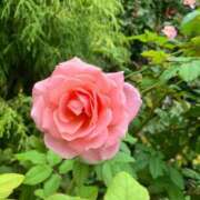 ヒメ日記 2026/03/15 00:07 投稿 彩(さやか) 人妻城 横浜本店