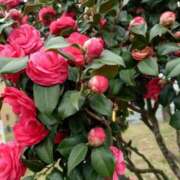 ヒメ日記 2026/03/21 22:23 投稿 彩(さやか) 人妻城 横浜本店