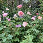 ヒメ日記 2026/03/28 21:48 投稿 彩(さやか) 人妻城 横浜本店