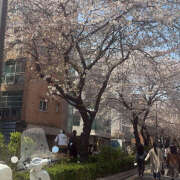 ヒメ日記 2026/04/06 20:31 投稿 みな エマニエル秋葉原