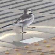 ヒメ日記 2026/02/21 07:20 投稿 命（みこと） 男爵