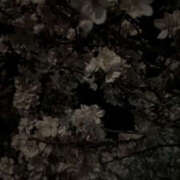 ヒメ日記 2026/04/08 05:55 投稿 まりん PINK PLANET