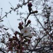 ヒメ日記 2026/03/31 06:39 投稿 川島　のん OLセレクション宇都宮店