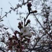 ヒメ日記 2026/03/31 06:49 投稿 川島　のん OLセレクション宇都宮店