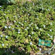 ヒメ日記 2026/03/07 19:25 投稿 水沢まなみ アラフォーna奥様 アラフィフna奥様（埼玉ハレ系）