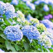 ヒメ日記 2026/06/05 08:41 投稿 一ノ瀬なな アラフォーna奥様 アラフィフna奥様（埼玉ハレ系）