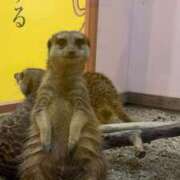 ヒメ日記 2026/03/26 15:08 投稿 めあ 多恋人 新宿店