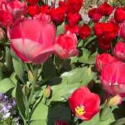 ヒメ日記 2026/03/22 16:48 投稿 星宮 すい ホットアロマ