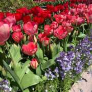 ヒメ日記 2026/04/03 16:33 投稿 星宮 すい ホットアロマ