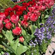 星宮 すい 20時まで⭐️ ホットアロマ