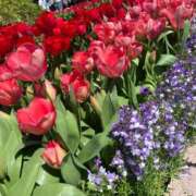 ヒメ日記 2026/04/18 13:18 投稿 星宮 すい ホットアロマ