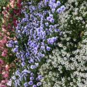 ヒメ日記 2026/08/15 13:39 投稿 星宮 すい ホットアロマ