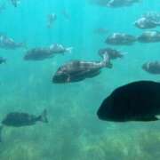 ヒメ日記 2026/09/14 17:13 投稿 星宮 すい ホットアロマ