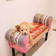 ヒメ日記 2026/04/04 17:11 投稿 川原すずか ローテンブルク