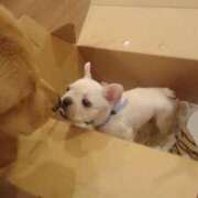 ヒメ日記 2026/04/06 20:01 投稿 川原すずか ローテンブルク