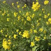 ヒメ日記 2026/04/09 10:48 投稿 あん モアグループ熊谷人妻花壇