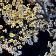 ヒメ日記 2026/04/17 08:54 投稿 せな【性感】 性感エステBianca豊中店