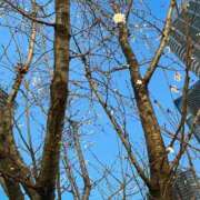 ヒメ日記 2026/02/12 23:02 投稿 紺藤 十恋人～トレンド～