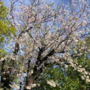 ヒメ日記 2026/04/03 16:09 投稿 桃愛(もえ) 人妻城 横浜本店