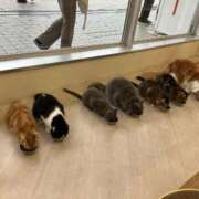 ヒメ日記 2026/03/17 17:08 投稿 ほむら 熟女の風俗最終章 高崎店