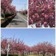 ヒメ日記 2026/04/22 17:13 投稿 ほむら 熟女の風俗最終章 高崎店