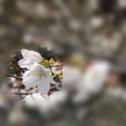 ヒメ日記 2026/03/27 18:03 投稿 月乃 澪 KOBE GOLD