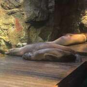 ヒメ日記 2026/03/27 03:48 投稿 みみ ヒルズスパ　梅田＋