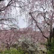 ヒメ日記 2026/04/10 19:03 投稿 夏目/M性感 回春性感メンズエステ猫の手 名古屋駅／納屋橋