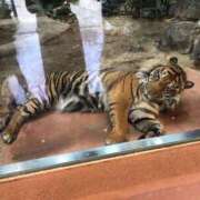 ヒメ日記 2026/02/16 21:33 投稿 夏目/M性感 回春性感メンズエステ猫の手 尾張一宮