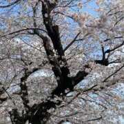 ヒメ日記 2026/04/02 16:57 投稿 酒井★ プリマドンナ