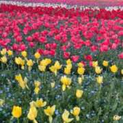 ヒメ日記 2026/04/10 10:39 投稿 はな べっぴんコレクション