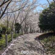 ヒメ日記 2026/04/09 13:14 投稿 木下なぎさ 五十路マダム　和歌山店