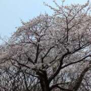 ヒメ日記 2026/04/10 10:20 投稿 いぬい 熟女の風俗最終章 沼津店