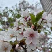 ヒメ日記 2026/04/08 10:01 投稿 みやび 11チャンネル