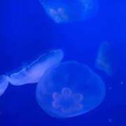 ヒメ日記 2026/05/01 12:15 投稿 りの ビデオdeはんど 横浜校