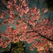 ヒメ日記 2026/04/08 21:05 投稿 にいな JDリフレ