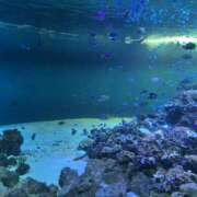 ヒメ日記 2026/03/18 19:40 投稿 にこり れもんガールズ