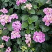 優華（ゆうか） 自認薔薇のあじさい エクレア神田-ECLAIR-天然貴姉乳舐手淫