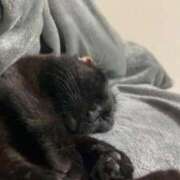 ヒメ日記 2026/03/29 18:06 投稿 かえで Lolipop 横浜