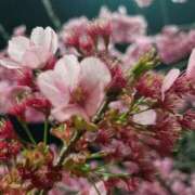 ヒメ日記 2026/03/30 17:06 投稿 かえで Lolipop 横浜