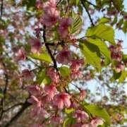 ヒメ日記 2026/02/24 11:40 投稿 しほ ベスト