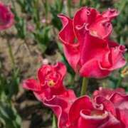 ヒメ日記 2026/03/30 18:54 投稿 りり 新宿・本格コスプレ美人秘書オフィスイメクラ「秘書課女子」