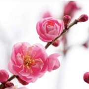 ヒメ日記 2026/02/20 09:30 投稿 指原ななこ(さしはらななこ) 五十路マダムエクスプレス厚木店(カサブランカグループ)