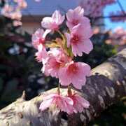 ヒメ日記 2026/02/21 15:24 投稿 指原ななこ(さしはらななこ) 五十路マダムエクスプレス厚木店(カサブランカグループ)